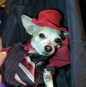 Meet your Posher, Holly d